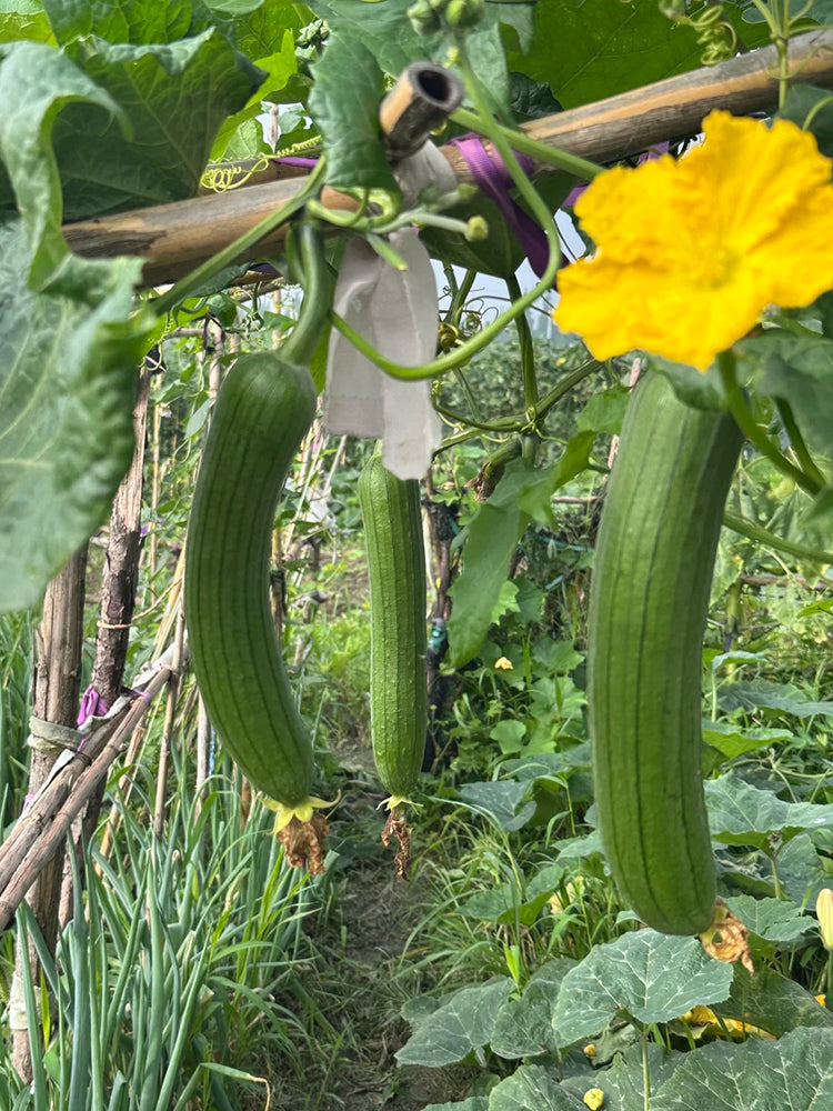 Green Superior Luffa