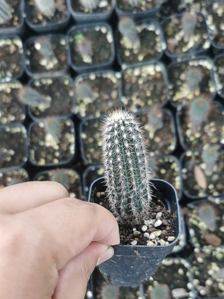 Setiechinopsis mirabilis