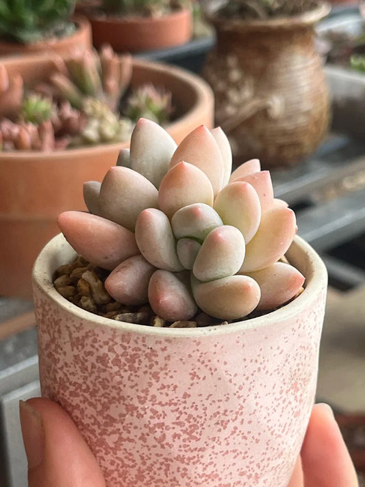 Echeveria 'Perfume'‌