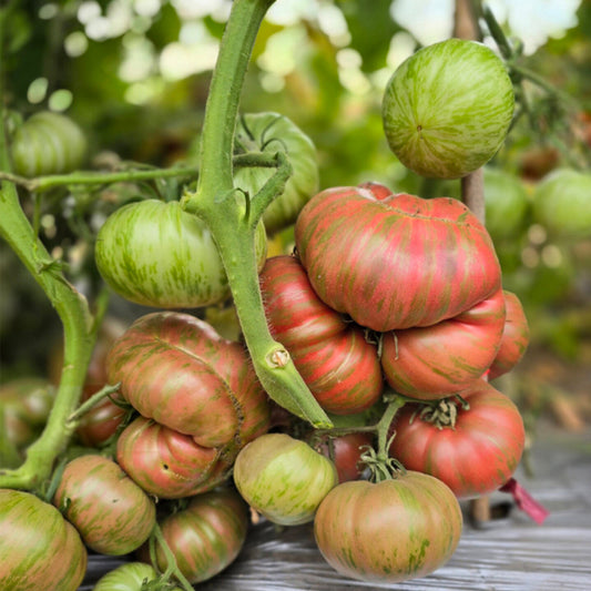 656 Kozula 128 Tomato