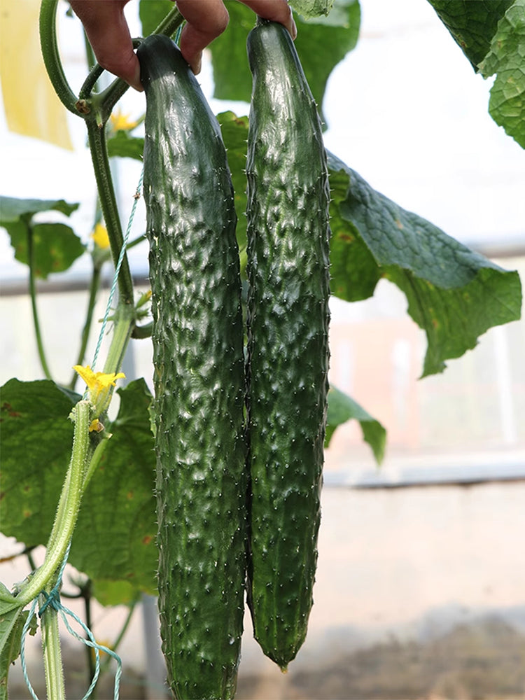 'Fuyang 35' F1 Cucumbers (Cucumis sativus)