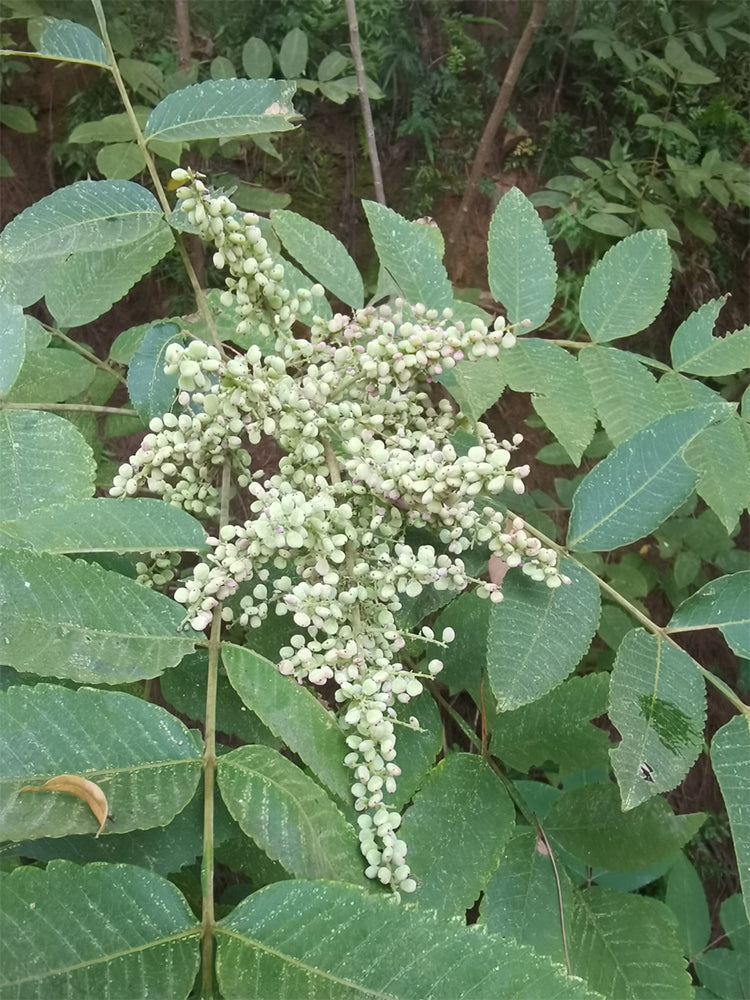 Chinese Sumac (Rhus chinensis Mill.)