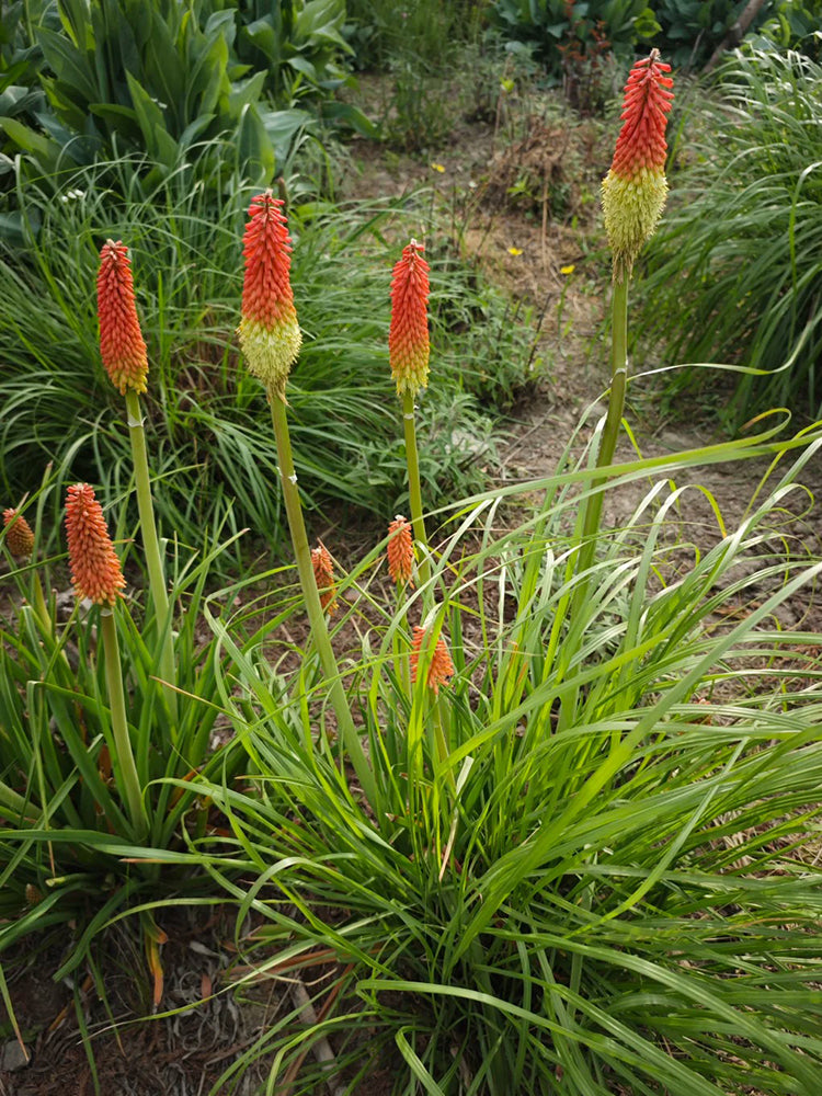 Torch Lily