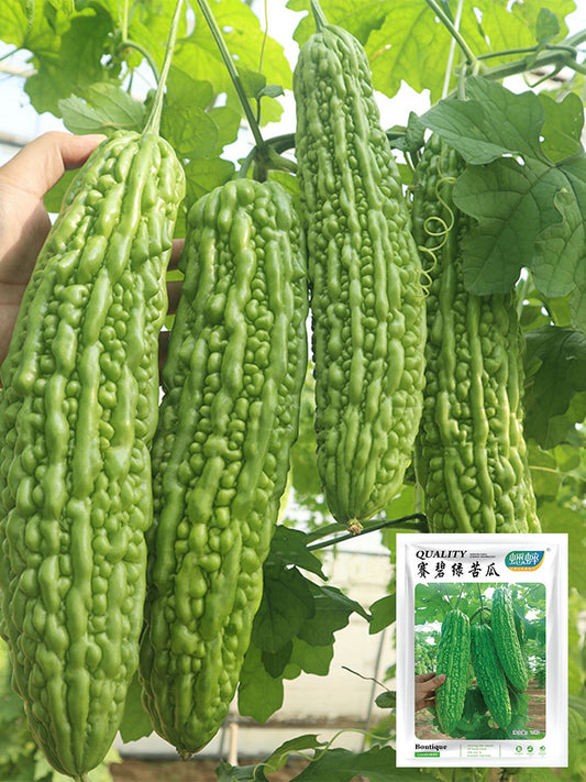 'Saibi' Green Bitter Gourd