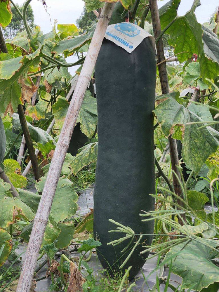 Iron-Heart Black Missile Winter Melon