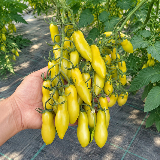 1 Dancing Green Fingers Tomato