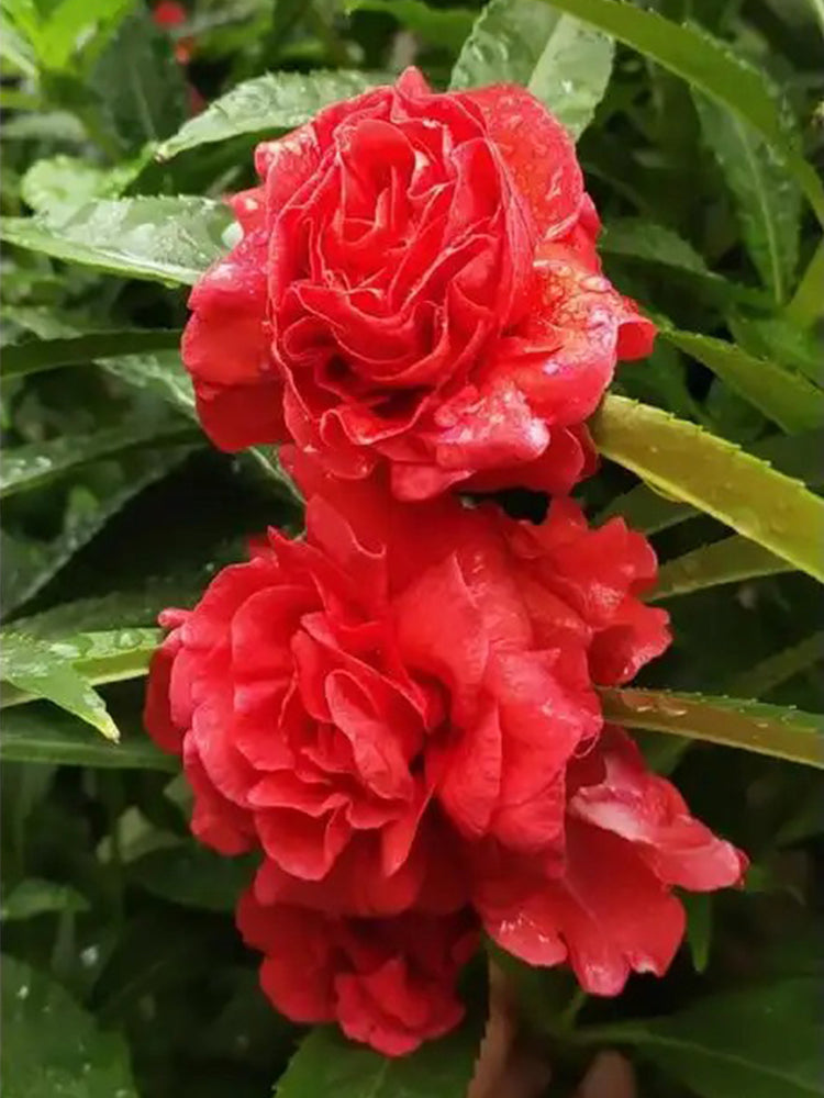 Red Garden Balsam Double Flowers (Impatiens balsamena.L)