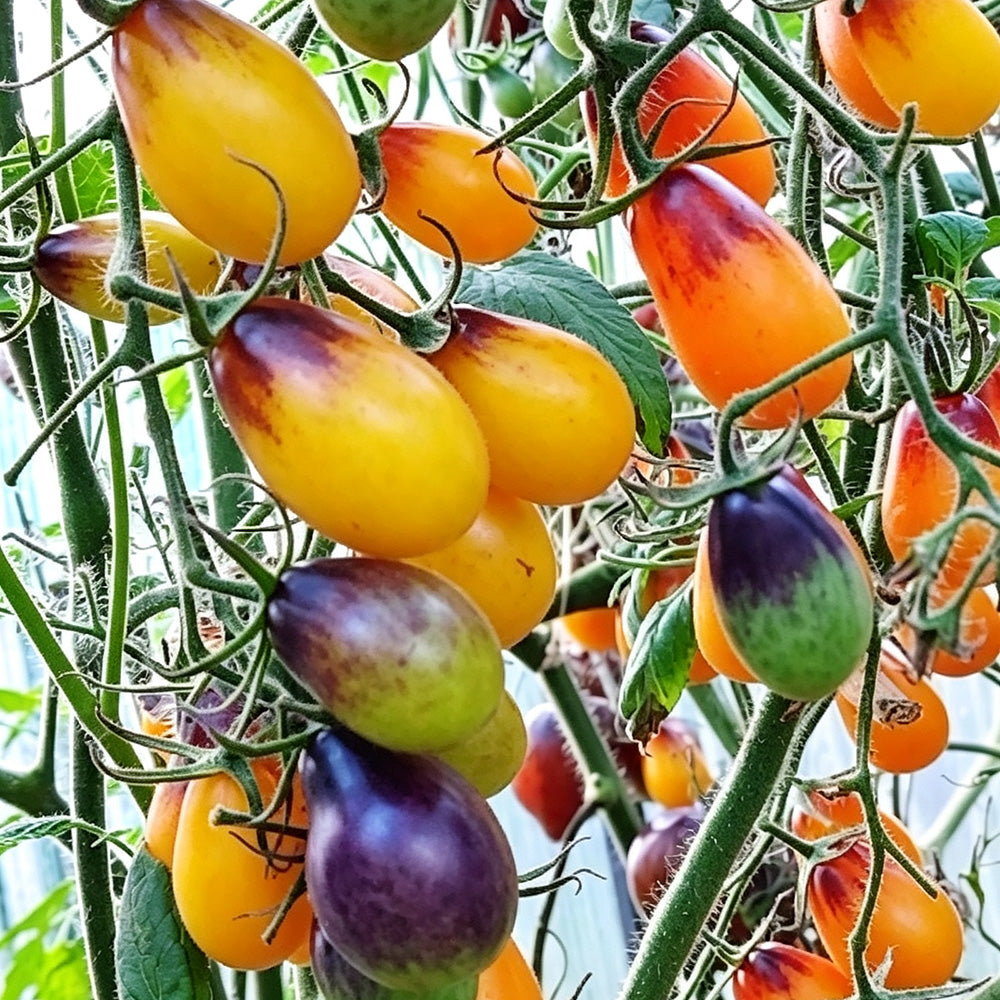 596 Slivovaya Kaplya F1 Tomato