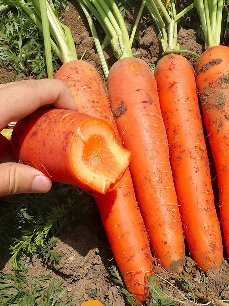 'Fengmei Xiaohongshen' Carrot