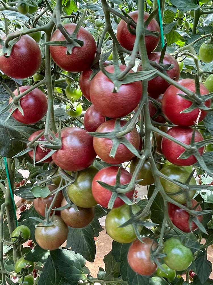 Dream Purple Cherry Tomato