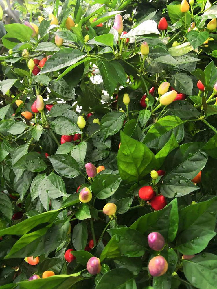 Colorful Bullet Pepper