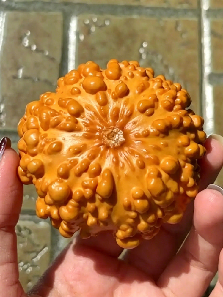 Small Bumpy Gourd
