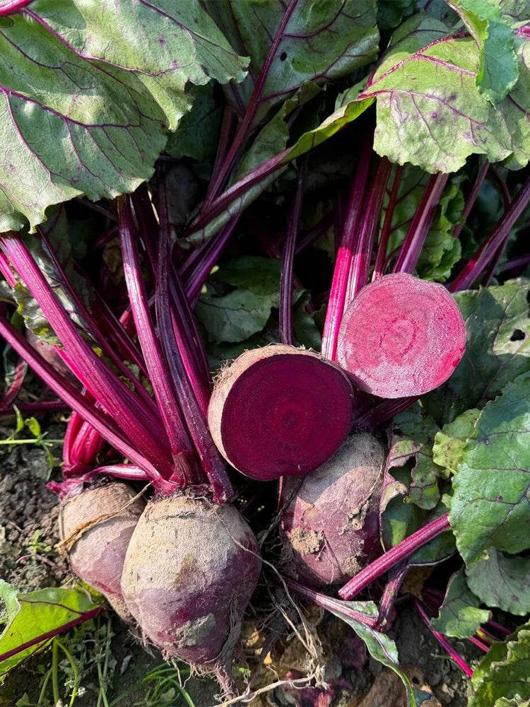 Dutch Red Beetroot