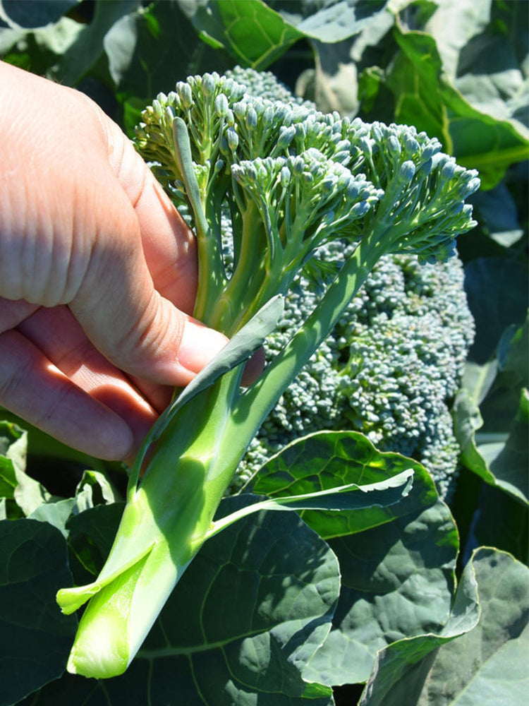 Green Sprouting Broccoli No.2 Hybrid