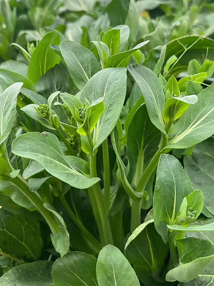 Liangtai 209 Flowering Chinese Cabbage