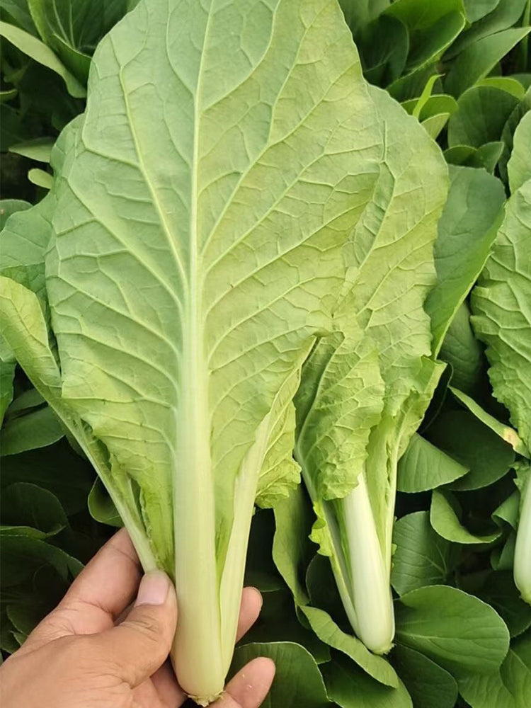 Sweet Crispy 'Chiye' Pak Choi