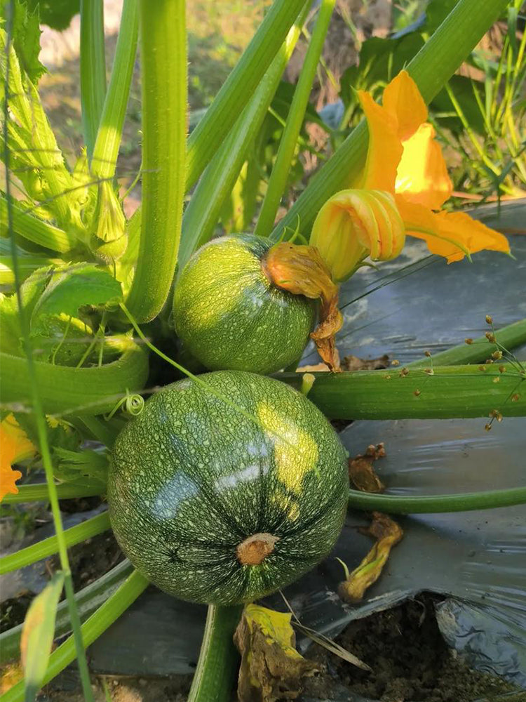 Black Pearl Zucchini