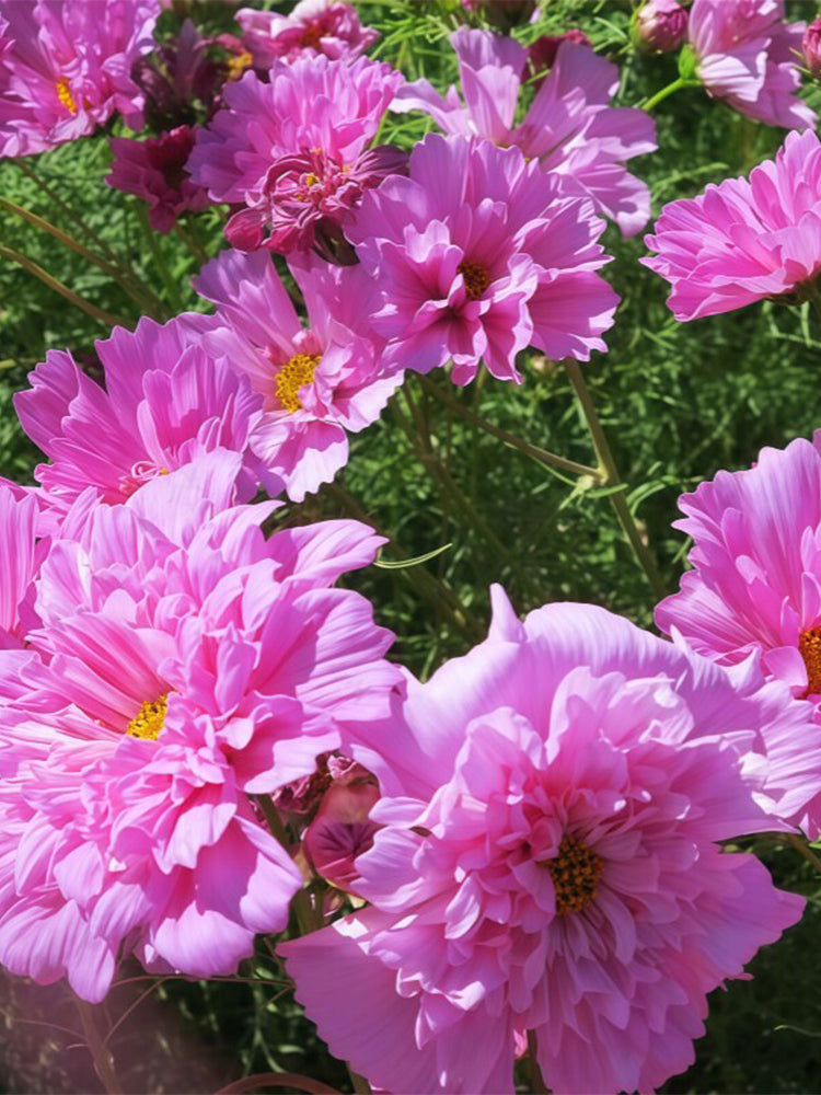 Double Pink Cosmos