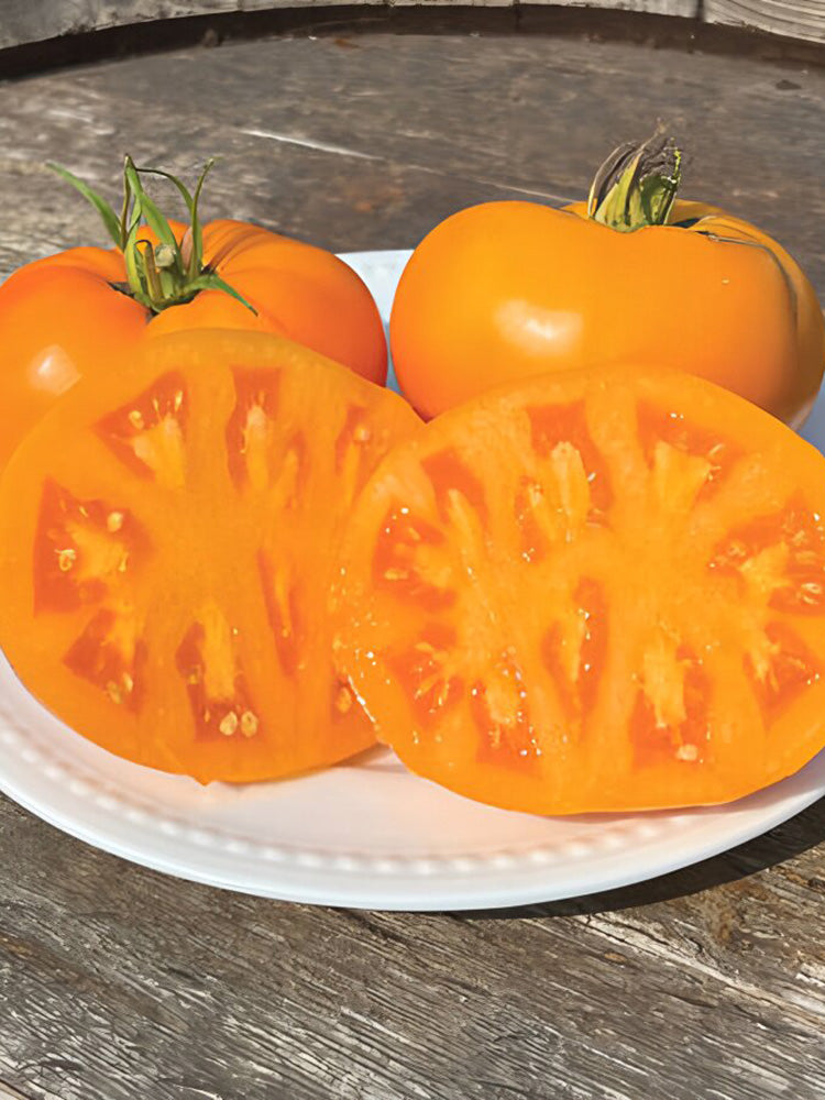 Amish Gold Tomato