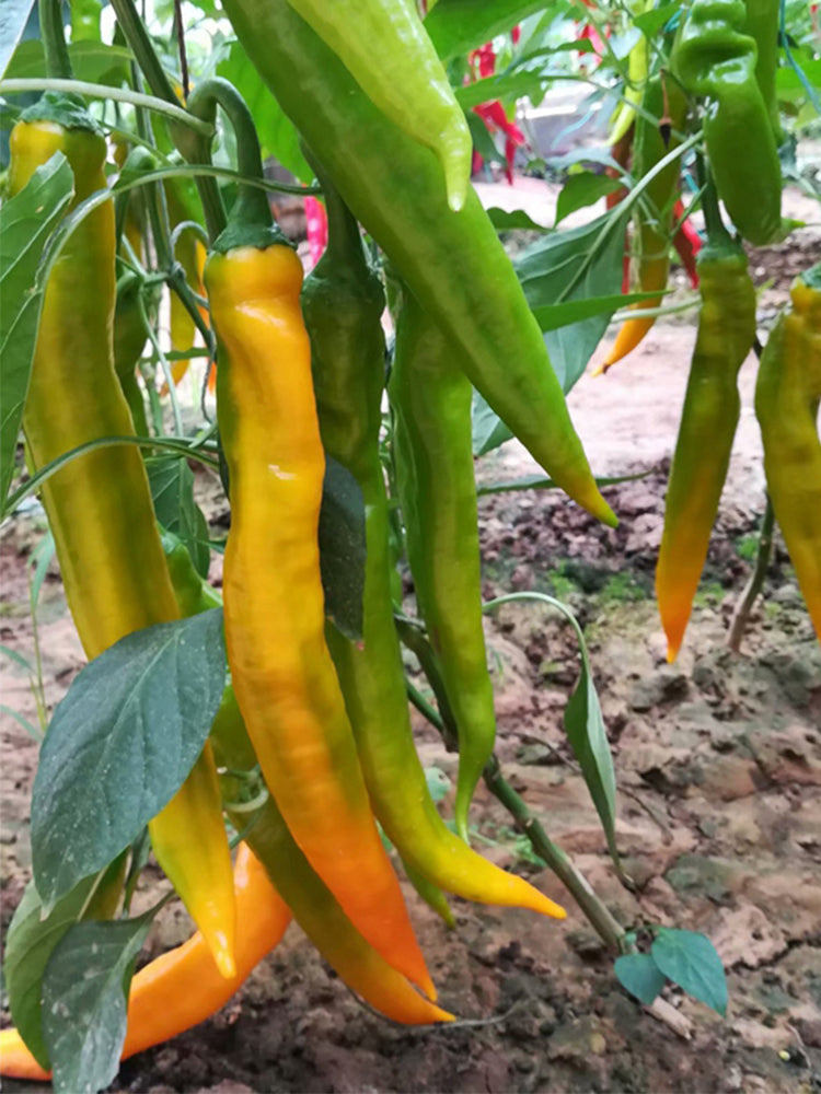 Golden Fragrant Horn Peppers