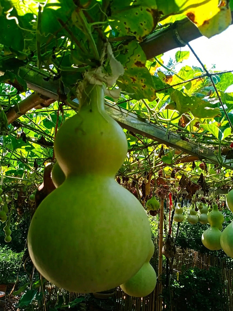 Thick-neck Eight Treasures Gourd