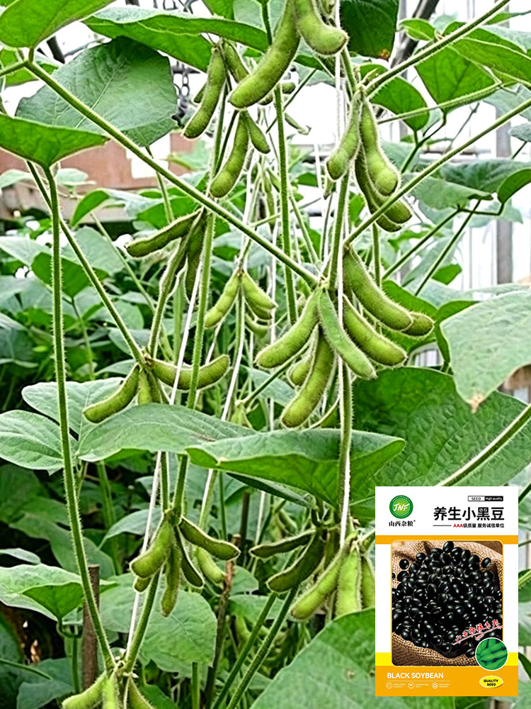 Small Black Soybean