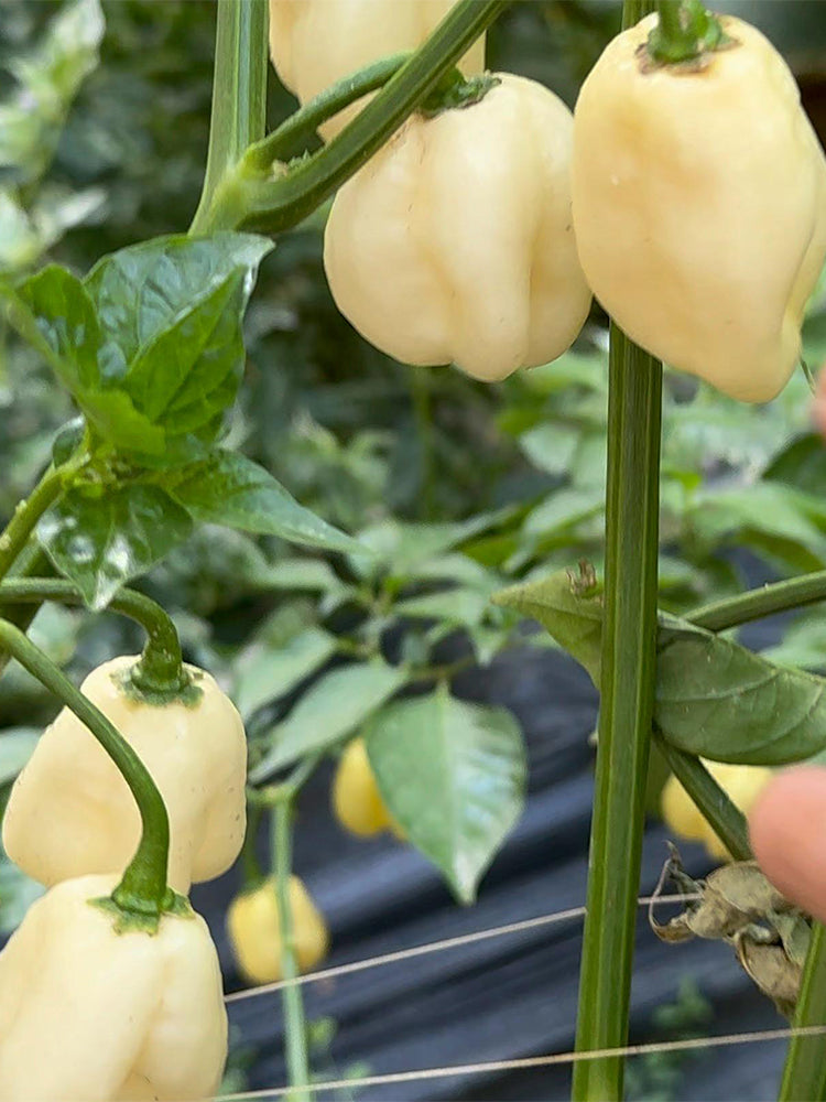 White Habanero Pepper