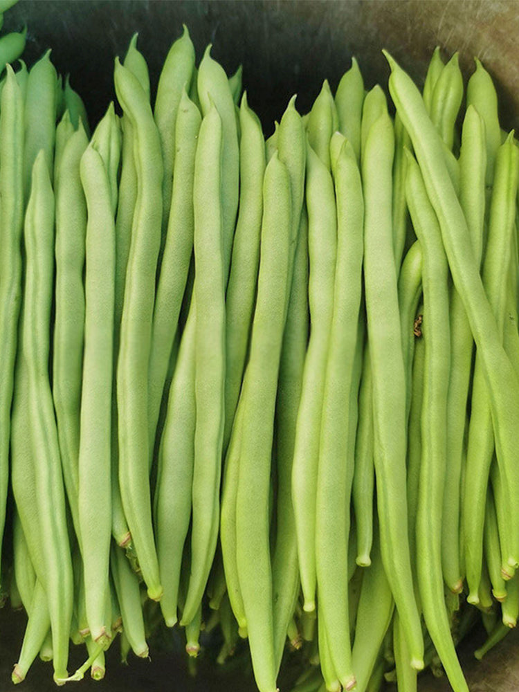 Supplier Snap Beans