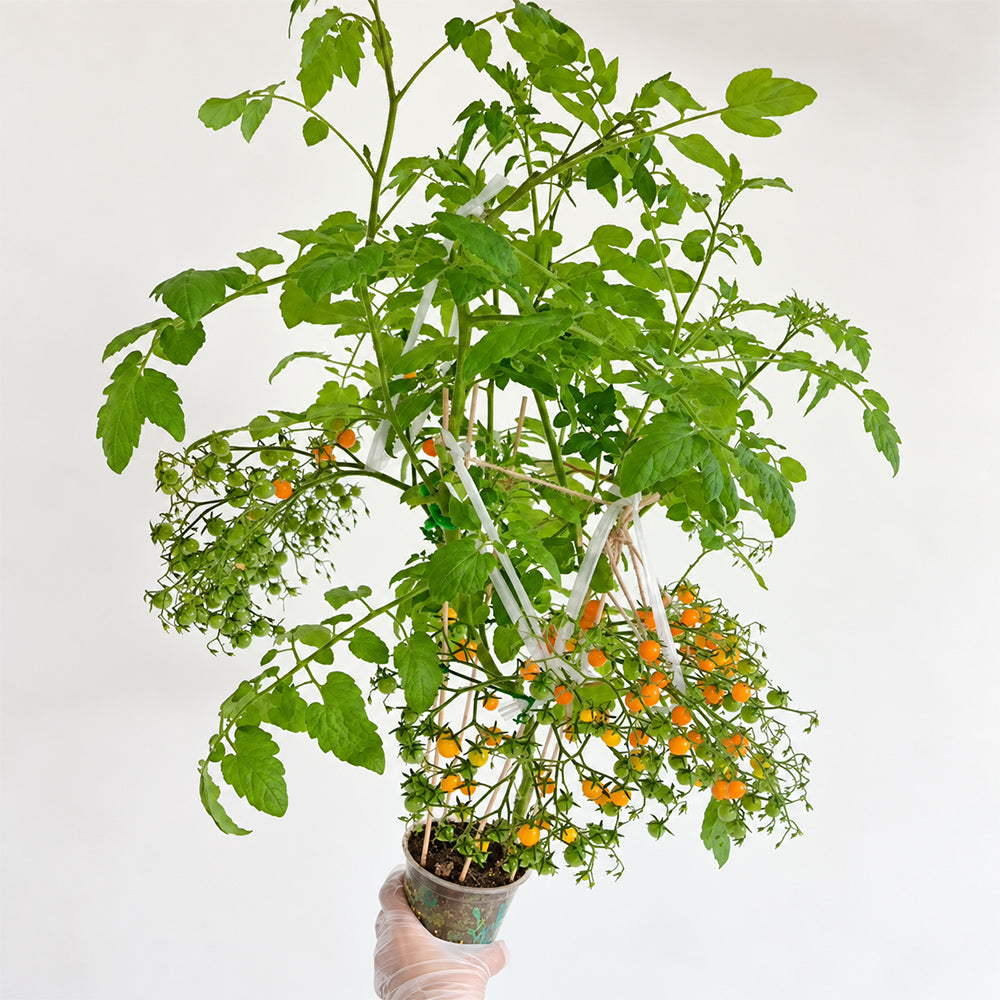 272 Microberry Tomato