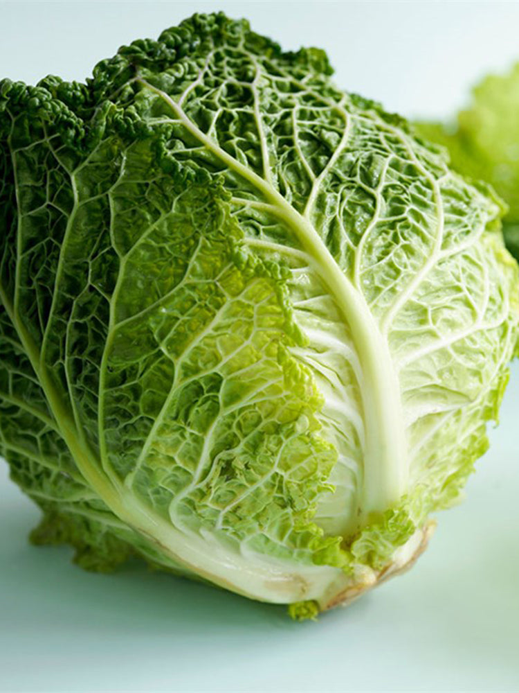 'Dongzhou No.1' Cabbage