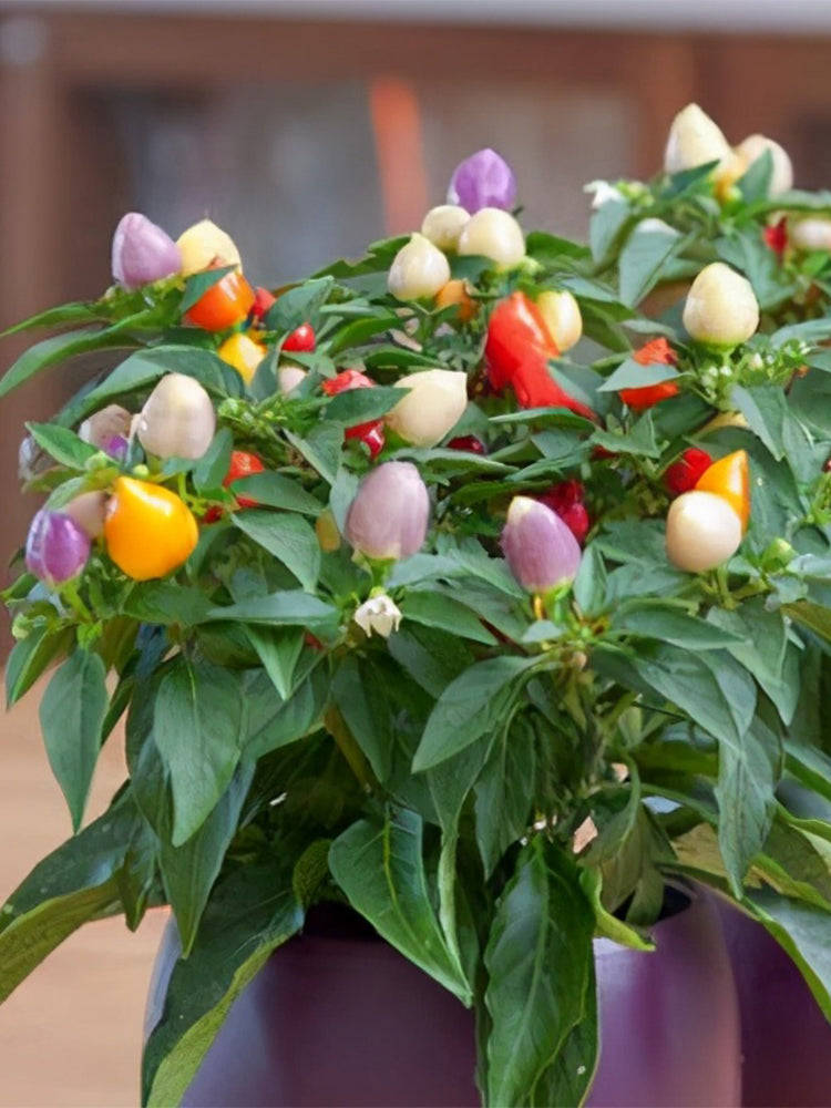 Ornamental Peppers (Capsicum annuum)