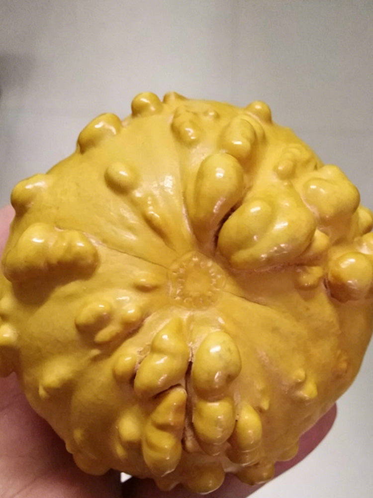 Extra-large Bumpy Gourd