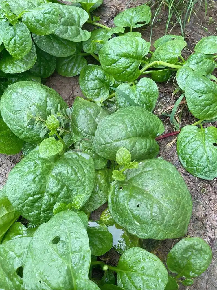 Large-Leaf Malabar Spinach