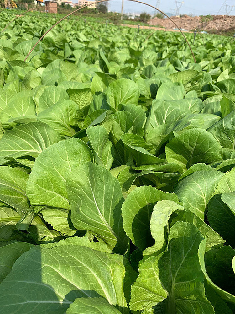 'Bianhe Darou' Sweet Leaf Mustard