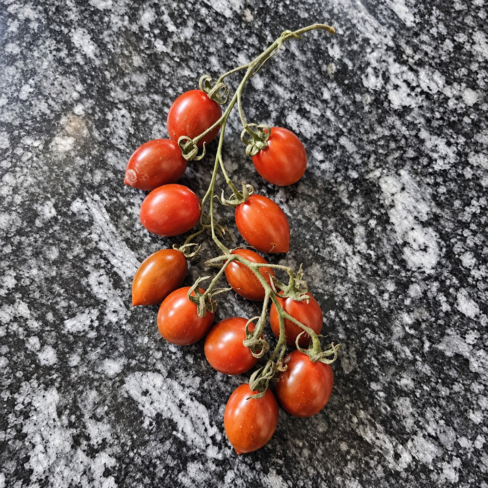 547 Datterino Nero Tomato