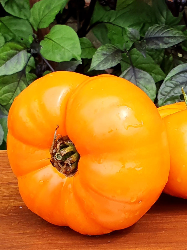 'Peaches and Cream' Tomato