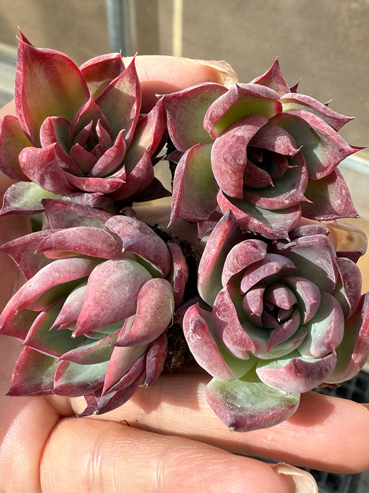 Echeveria cv. 'Fairy of Stunning Grace'