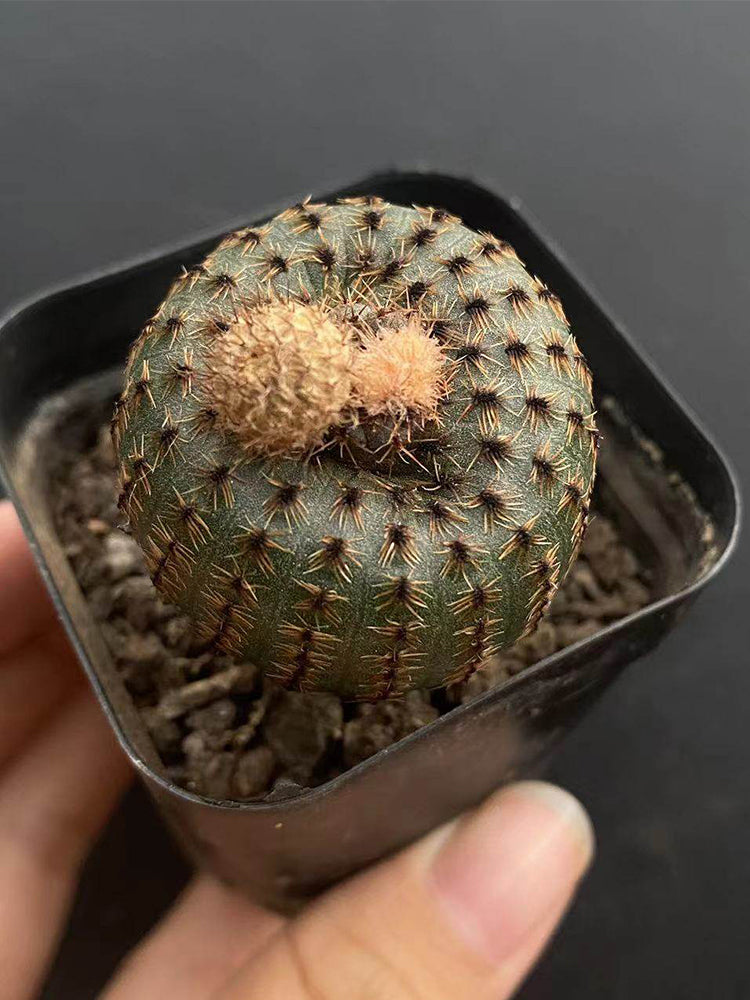 Frailea phaeodisca