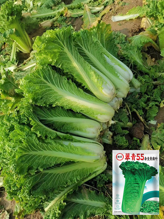 'Cuiqing 55' Qingmaye Chinese Cabbage