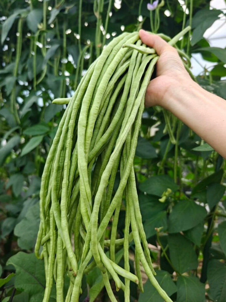 Shengcui No.2 Cowpea