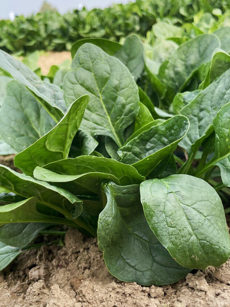 Shengdanbo 3108 Prostrate Spinach
