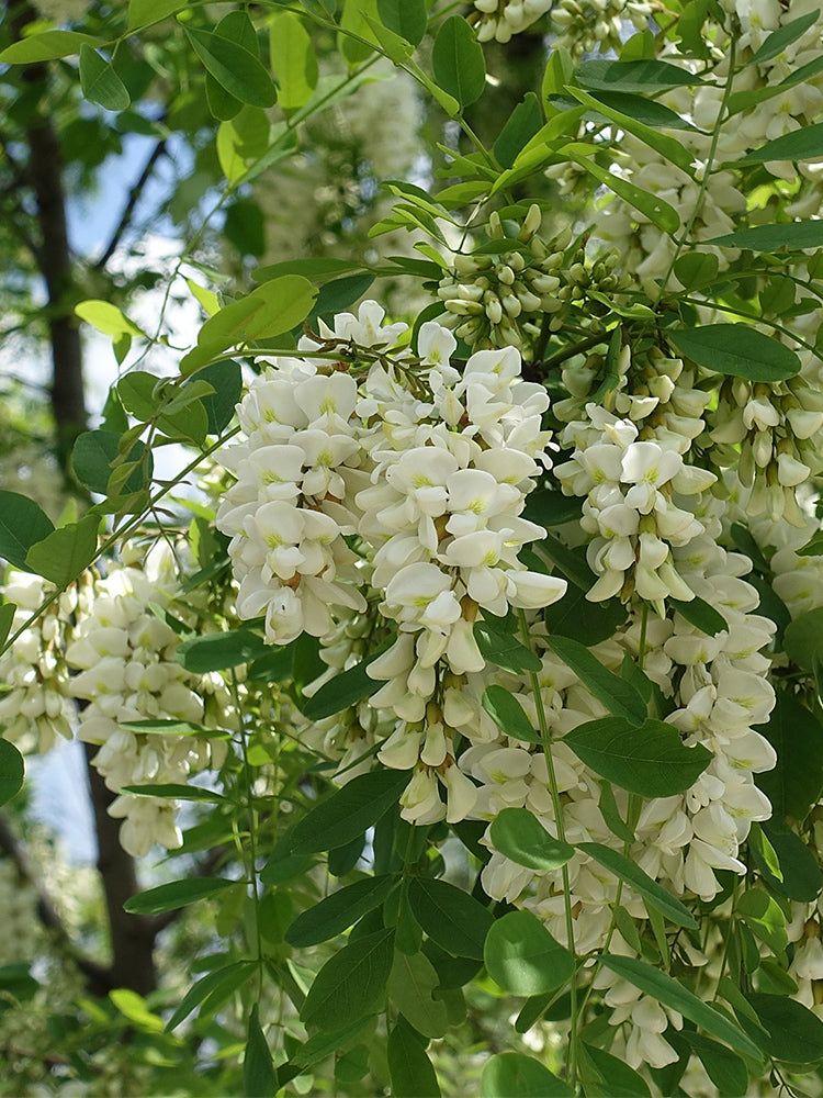 Black Locust