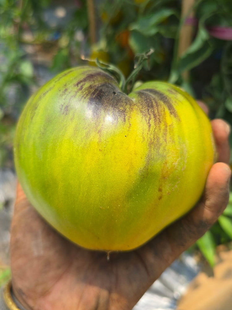 957 Sophia Green Heart Tomato