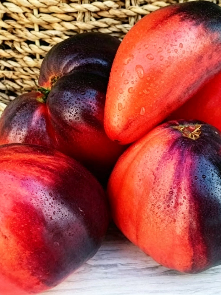 955 Sergeant Pepper's x Pascal Tomato