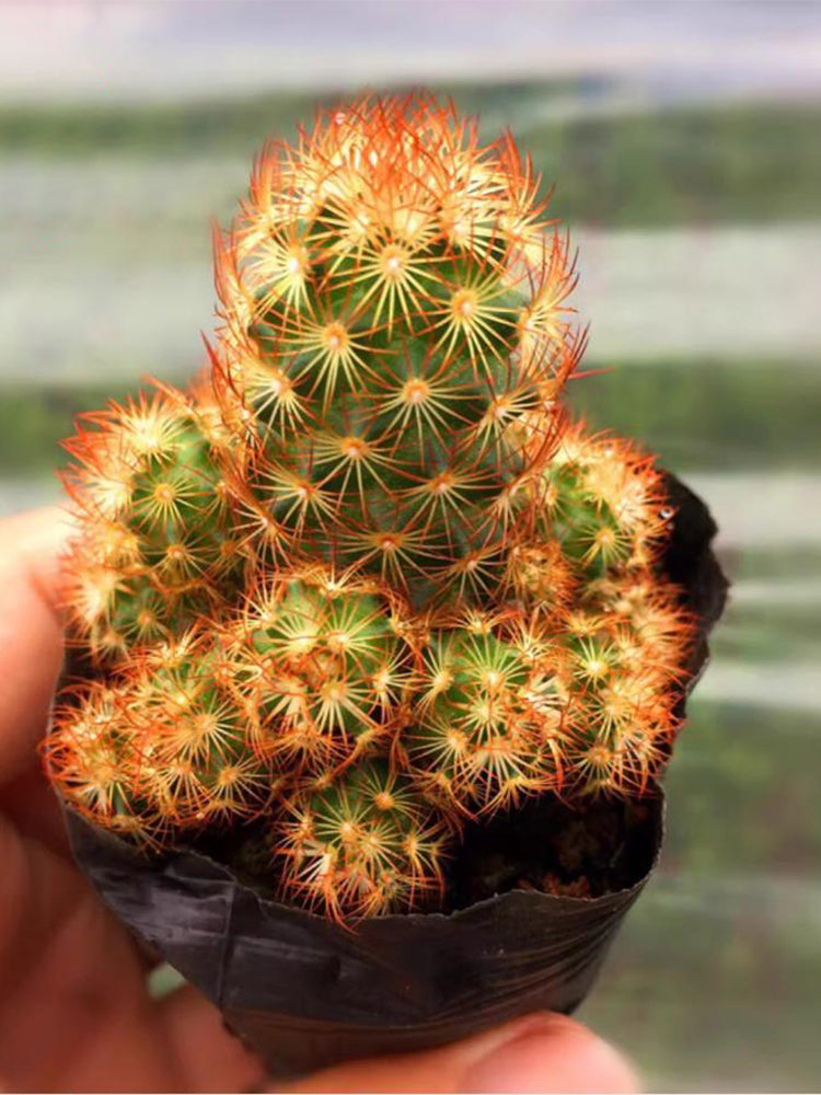Mammillaria elongata