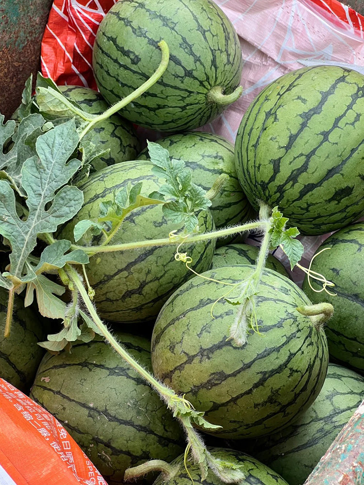 'Huang Xiaoyu' Watermelon