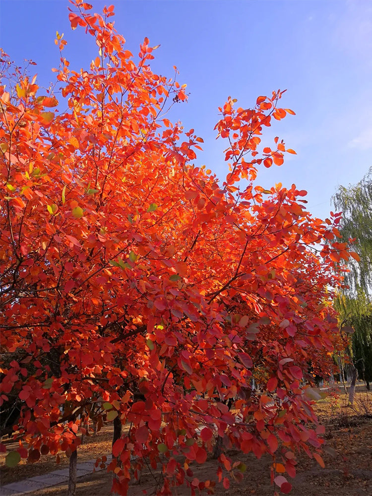 Smoke Tree