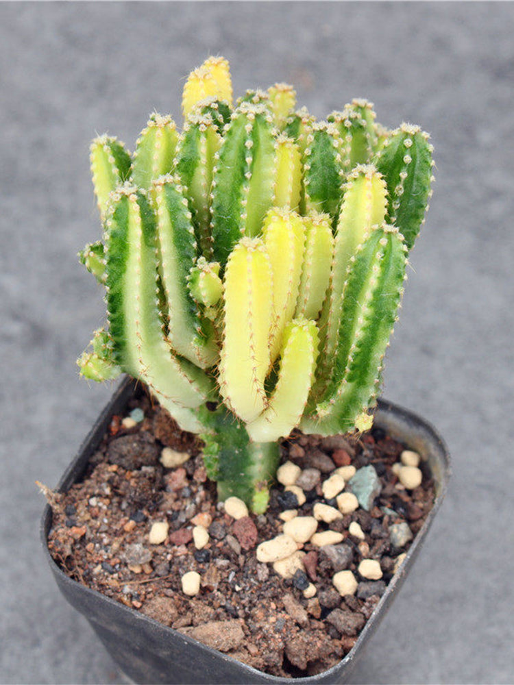 Variegated 'Fairy Castle' Live Cactus