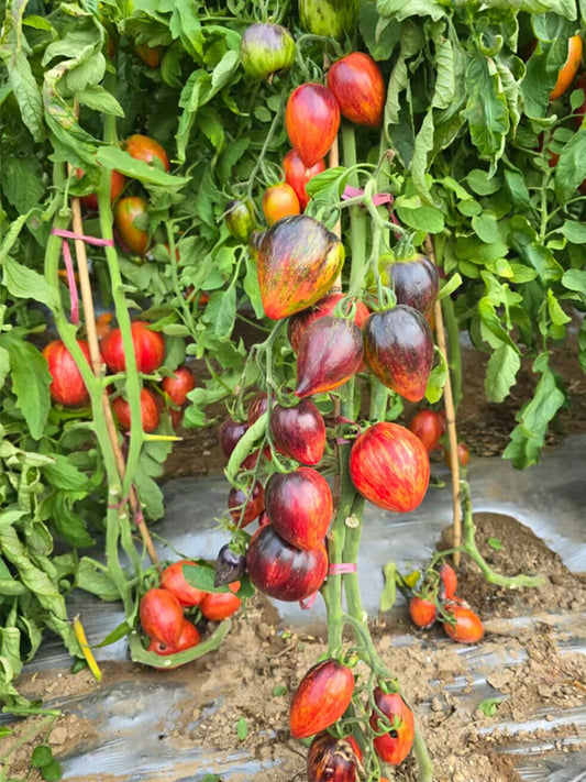 1041 Strawberry Falls Mystery Tomato