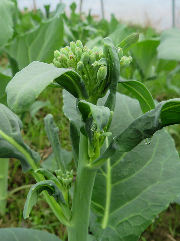 Nongyan Yellow-Flowered Chinese Kale